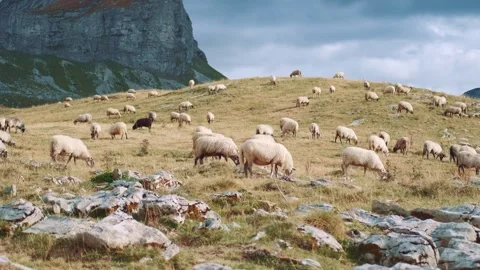 Flock of sheep grazing on grassy hillside in Durmitor National Park Video stock 342728635