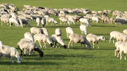 A flock of sheep grazing on a green fiel... | Stock Video | Pond5