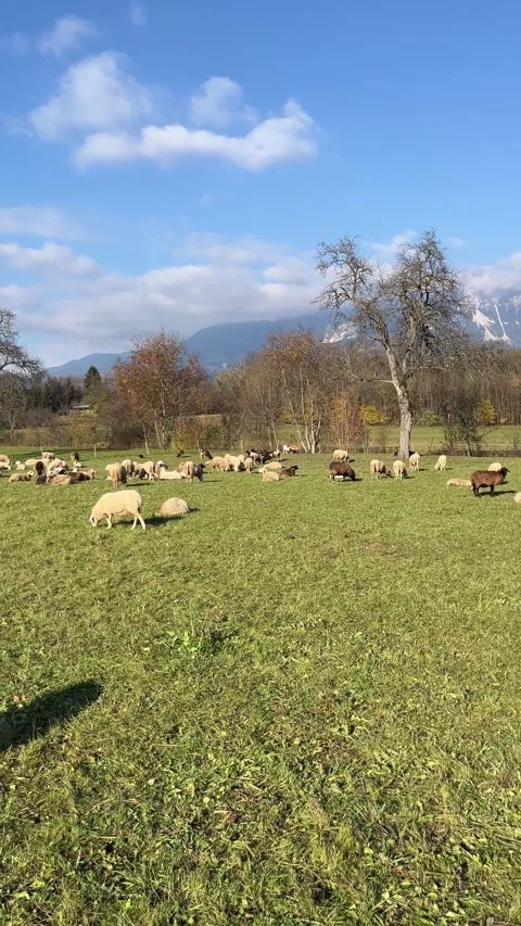 Flock of Sheep Grazing on Green Field in Slovenia — Rural Farm Landscape Video Stock Footage 335224249
