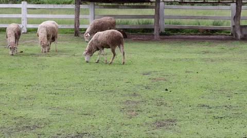 Flock of sheep grazing on green grass in a farm pasture with wooden fence. 库存影片 340156239