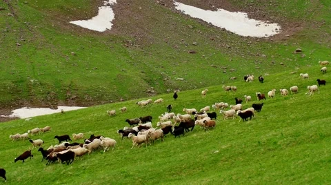 Flock of sheep grazing on a green High Mountains hill and move down 스톡 동영상 65597154