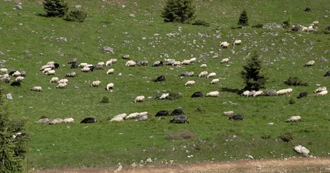 Flock of Sheep Grazing on a Green High Mountains Hill and Move Down Stock Footage 76836237