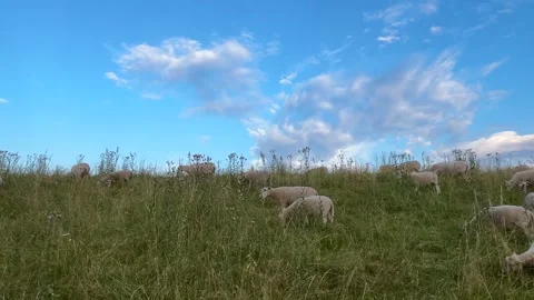 Flock of sheep grazing on green hillside under dramatic cloudy sky Stock Footage 339878698