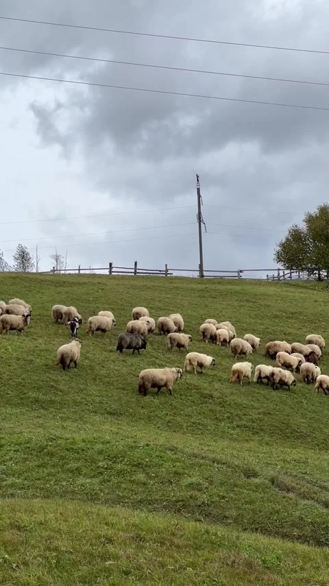 Flock of sheep grazing on green hillside pasture under cloudy sky Stock Footage 346593089