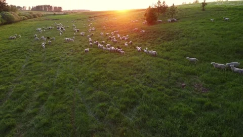 Flock of sheep grazing in the green meadow with sunset. Flock of sheep grassland Stock Footage 270761467