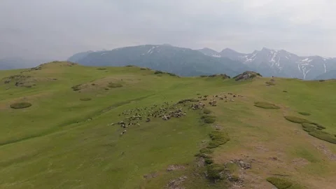 Flock of sheep grazing on a green mountain slope Stock-Footage 312445249