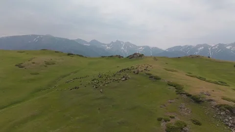 Flock of sheep grazing on a green mountain slope Video stock 312445451