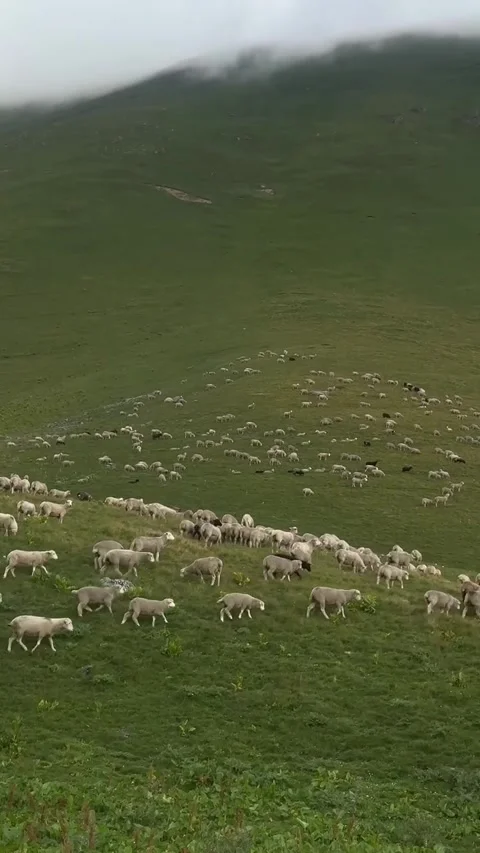 Flock of Sheep Grazing on Green Mountain Pasture 库存影片 342267270