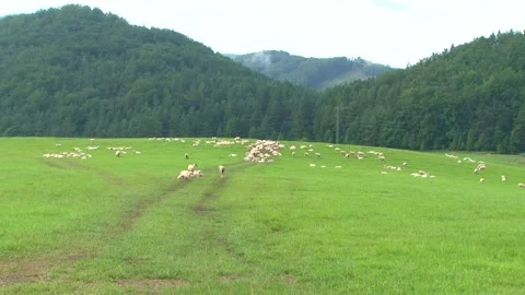 Flock of Sheep Grazing on Green Mountain Pasture Stock-Footage 344658422