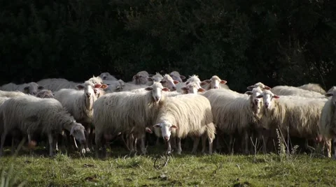Flock of Sheep Grazing on Hill Vídeo Stock 53503681