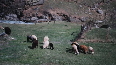 Flock of sheep grazing on hill with green meadow in farmland Stock Footage 124648113