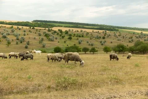 A flock of sheep grazing on the hill Stock Photos