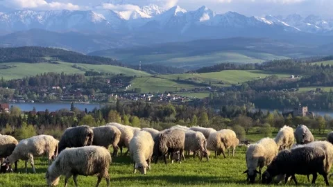 A flock of sheep is grazing on the hillside against the backdrop of mountains Stock Footage 289144591