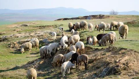 Flock of sheep grazing on the hillside Stock Photos
