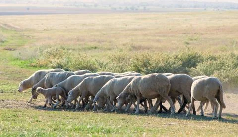 Flock of sheep grazing on the hillside Stock Photos