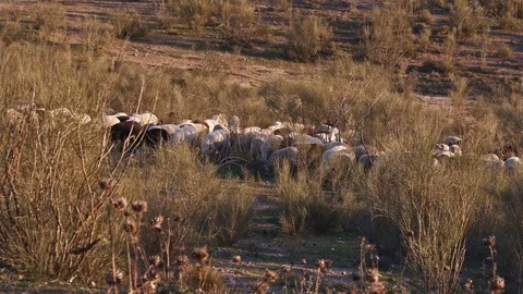 Flock of sheep grazing in an hilly  area of scrubland full of grass and bushes Stock Footage 100977960