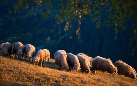Flock of sheep grazing in the light of sunset Stock Photos