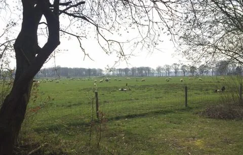 Flock of sheep grazing on a meadow in flat Dutch landscape with trees on the  Stock Photos
