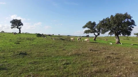 Flock of Sheep Grazing in Meadow Stock Footage 59439305