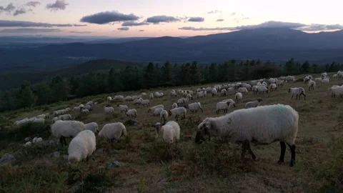 Flock sheep grazing in the meadow Stock Footage 138959853