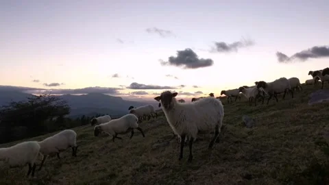Flock sheep grazing in the meadow Stock Footage 138960000