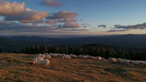 Flock sheep grazing in the meadow Stock Footage 138960163