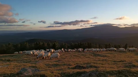 Flock of sheep grazing in the meadow Stock Footage 138962910
