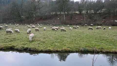 Flock of sheep grazing in a meadow Stock Footage 145793315