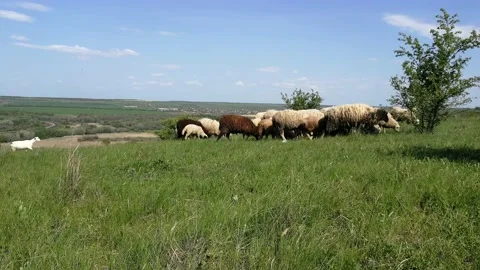 A flock of sheep grazing in the meadow. Stock Footage 155176306