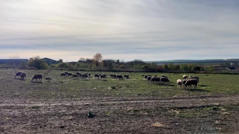 A flock of sheep grazing in a meadow Stock Footage 255057090