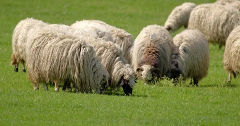 A flock of sheep is grazing in a meadow Stock Footage 255979807