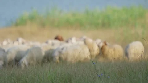 Flock of sheep grazing in meadow with soft focus background Stock Footage 341765013
