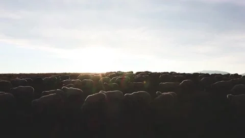 Flock of sheep grazing on meadow with the sunset light in the background Stock Footage 247280663