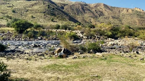 Flock of sheep grazing on Mount Etna. Stock Footage 256227592