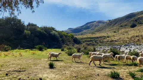 Flock of sheep grazing on Mount Etna. Stock-Footage 256227607