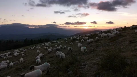 Flock of sheep grazing in the mountain after sunset Stock Footage 138960664