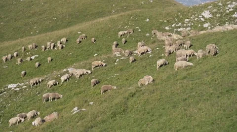 Flock of sheep grazing in a mountain meadow Stock Footage 65519115