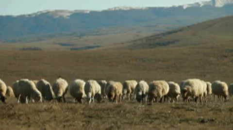Flock Of Sheep Grazing On Mountain Plateau Stock Footage