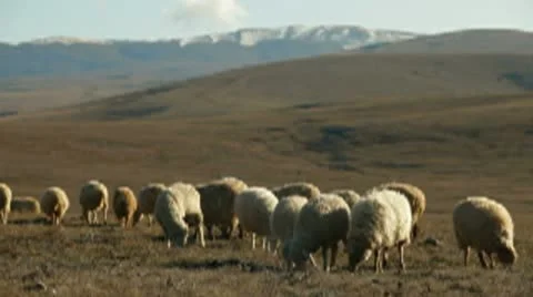 Flock Of Sheep Grazing On Mountain Plateau Stock Footage