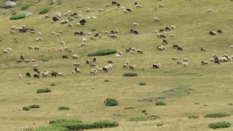 Flock of Sheep Grazing on Mountain Slope Kazakhstan Vidéo 334047789