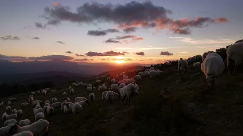 Flock of sheep grazing in the mountain at sunset Stock Footage 138959486