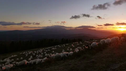 Flock of sheep grazing in the mountain at sunset Stock Footage 138960429