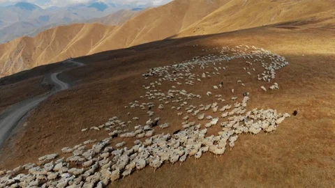 A flock of sheep grazing in the mountains 4K Drone 動画素材 98133818