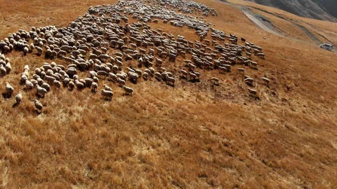 A flock of sheep grazing in the mountains 4K Drone Stock Footage 98134773
