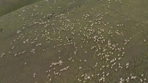 A flock of sheep grazing in the mountains 4K Drone Stock Footage 120176544