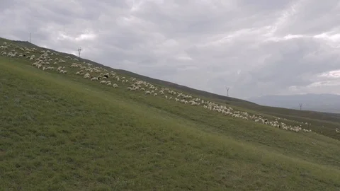 A flock of sheep grazing in the mountains 4K Drone Video stock 120176705
