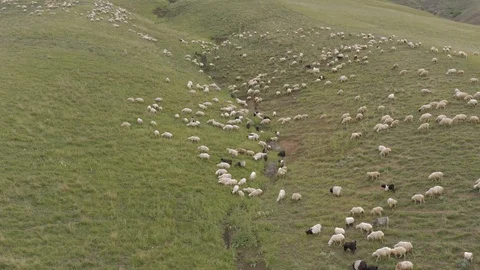 A flock of sheep grazing in the mountains 4K Drone Stock Footage 120596375