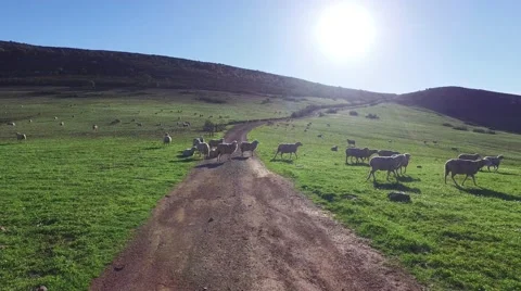 Flock of Sheep Grazing in Mountains Stock Footage 59429698