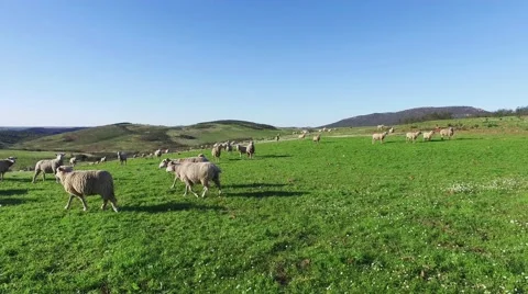 Flock of Sheep Grazing in Mountains Stock Footage 59430851