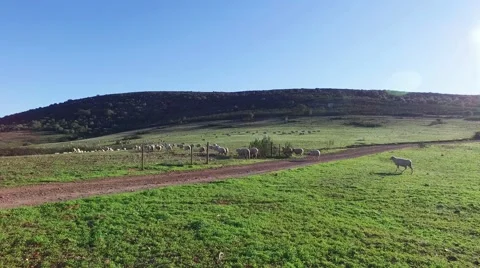 Flock of Sheep Grazing in Mountains Stock Footage 59432009